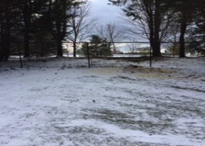 Trees removed for sewer line