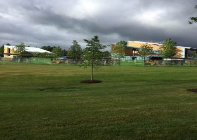 New trees planted at Ozawa Hall side of project